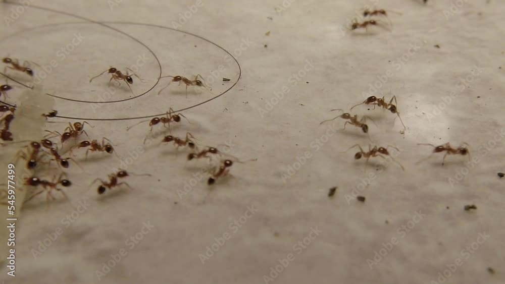 Tiny red ants swarm the food to be brought to the nest Stock ビデオ Adobe Stock