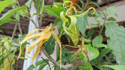 the flower of Ylang-Ylang (Cananga odorata), also known as Kenanga flower, is one of the plants that are exploited for its essential oil mainly for cosmetic industry. photo