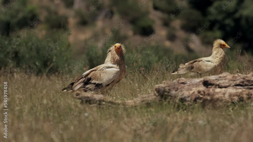 Neophron percnopterus birds fighting in grassy terrain