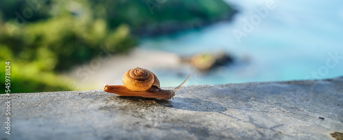 Fotografie Beautiful snail with sea coast on the background