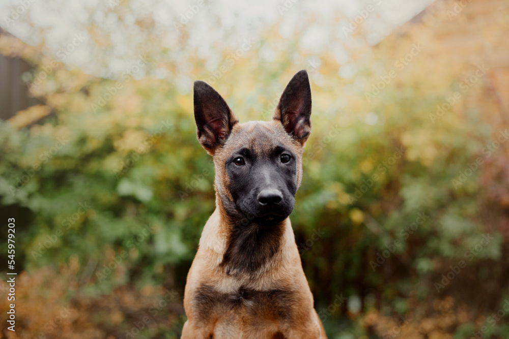 Belgian Shepherd Malinois puppy portrait. Fall, autumn. Happy dog on the walk Belgian Shepherd Malinois puppy portrait. Fall, autumn. Happy dog on the walk