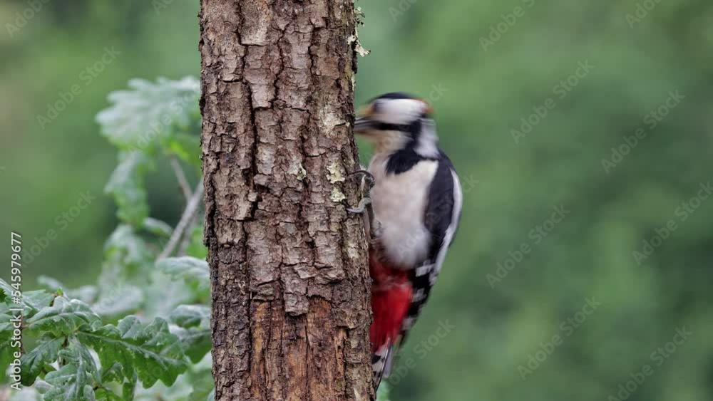 Adorable Dendrocopos major bird sitting on tree trunk in nature Adorable Dendrocopos major bird sitting on tree trunk in nature