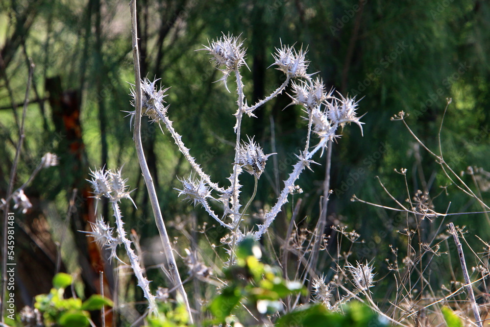Thorny plants and flowers in a forest clearing. Thorny plants and flowers in a forest clearing.
