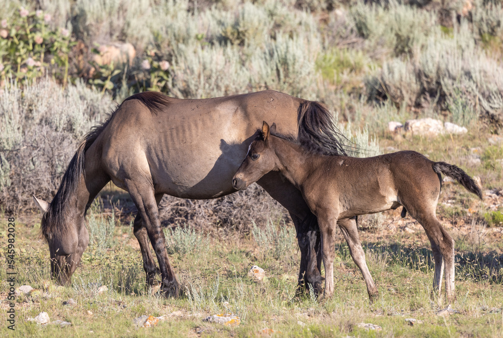 Wild Horse Mare and Foal in the Pryor Mountains Montana in Summer Wild Horse Mare and Foal in the Pryor Mountains Montana in Summer