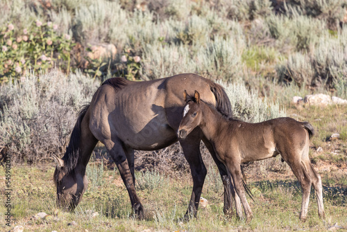 Wild Horse Mare and Foal in the Pryor Mountains Montana in Summer