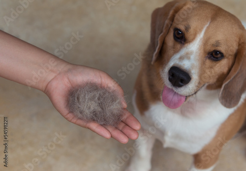 Photography hair dog with brush, Dog cleaning, excessive hair loss in dog.