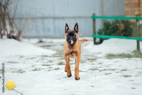 Fototapeta Naklejka Na Ścianę i Meble -  Belgian Shepherd Malinois Puppy dog in winter. Dog litter. Dog kennel. Winter snow season