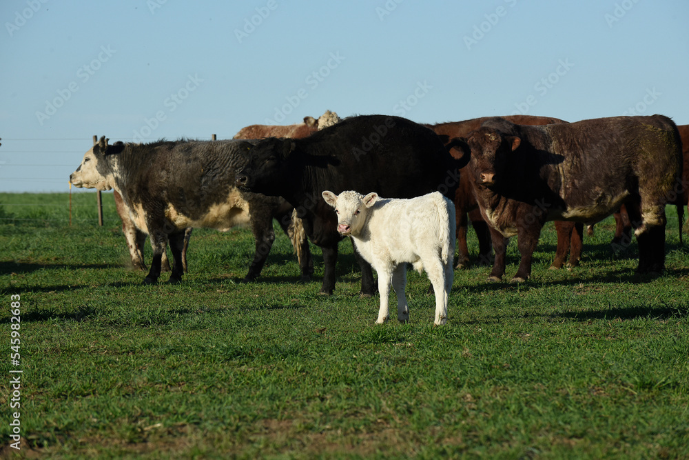 Cattle and white Shorthorn calf , in Argentine countryside, La Pampa province, Patagonia, Argentina.
