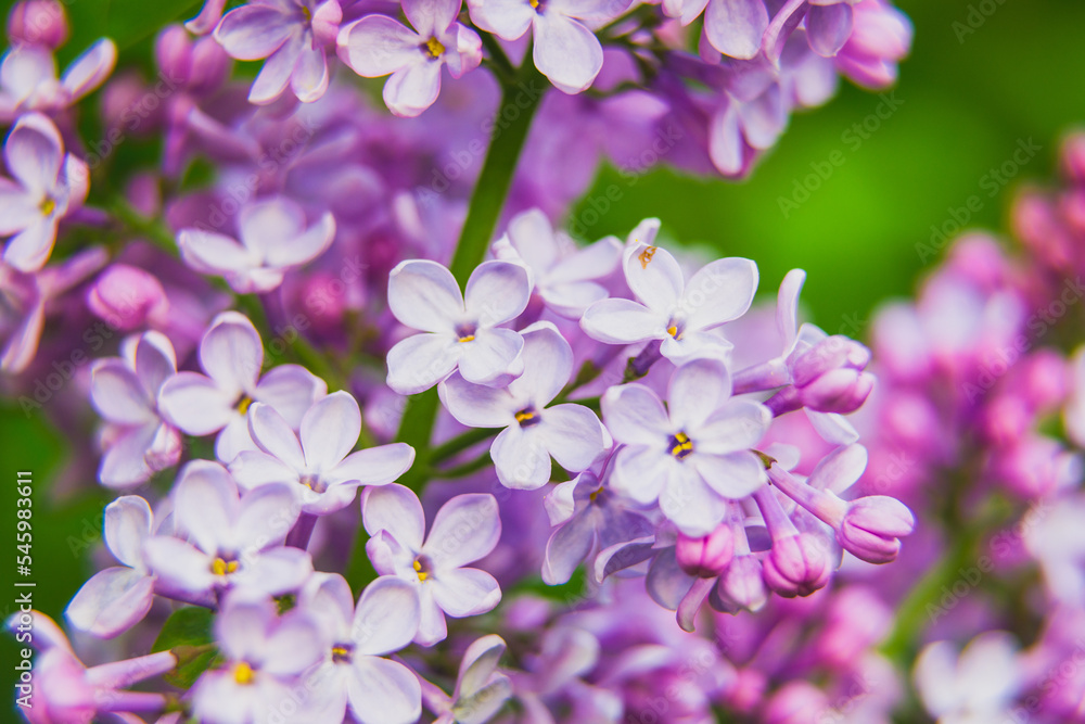 Beautiful lilac flowers bunch background Beautiful lilac flowers bunch background