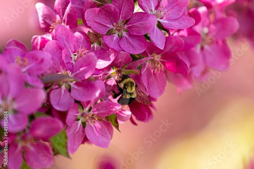 Macro shot of a bee sitting on beautiful pink flowers of blooming tree on sunny day