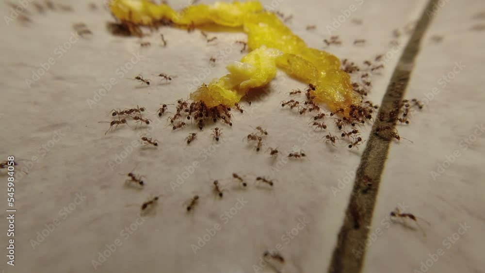 Tiny red ants swarm the food to be brought to the nest Stock ビデオ Adobe Stock