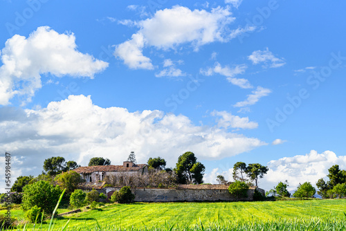 Green field of wheat in spring with trees in the background, on a sunny day with blue sky and white clouds. Rural landscape