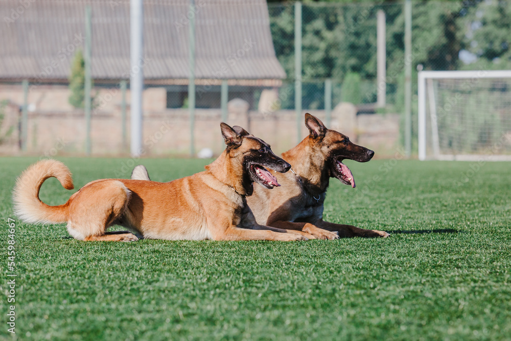 Working malinois dog. Belgian shepherd dog. Police, guard dog Working malinois dog. Belgian shepherd dog. Police, guard dog