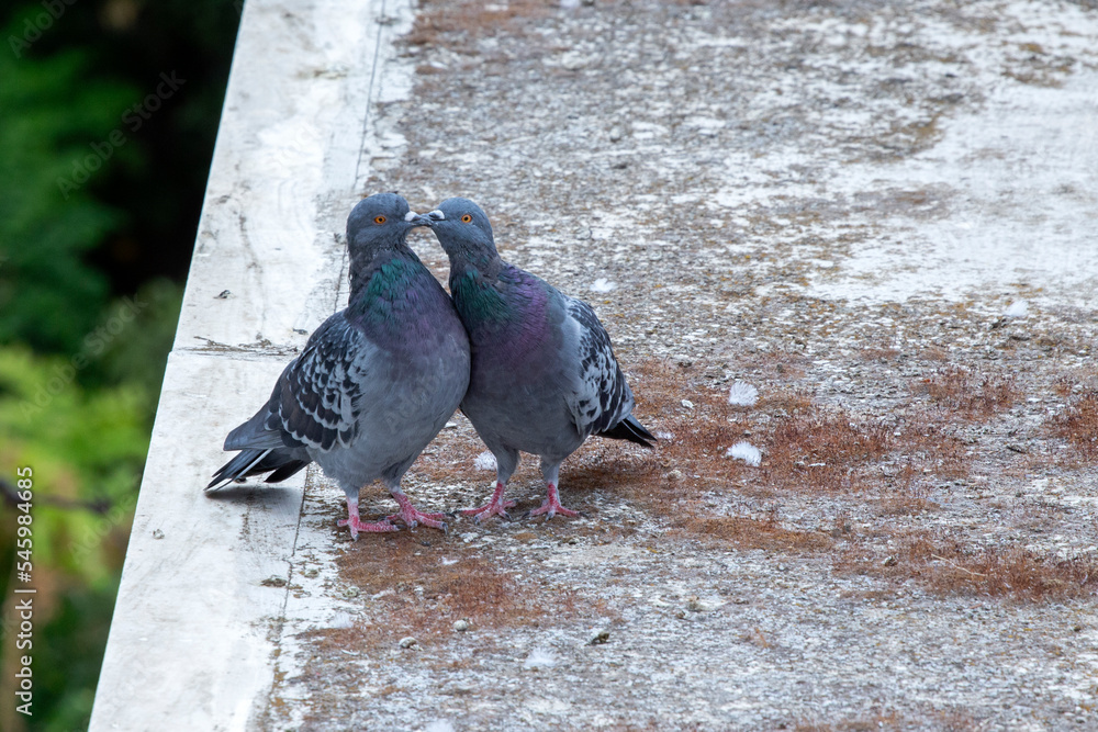 Fototapeta premium 2 pigeons (Columba livia) mating on top of the roof of a building in Athens, Greece.