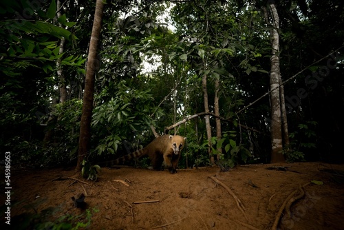 South American coati  Nasua nasua in the forest.
