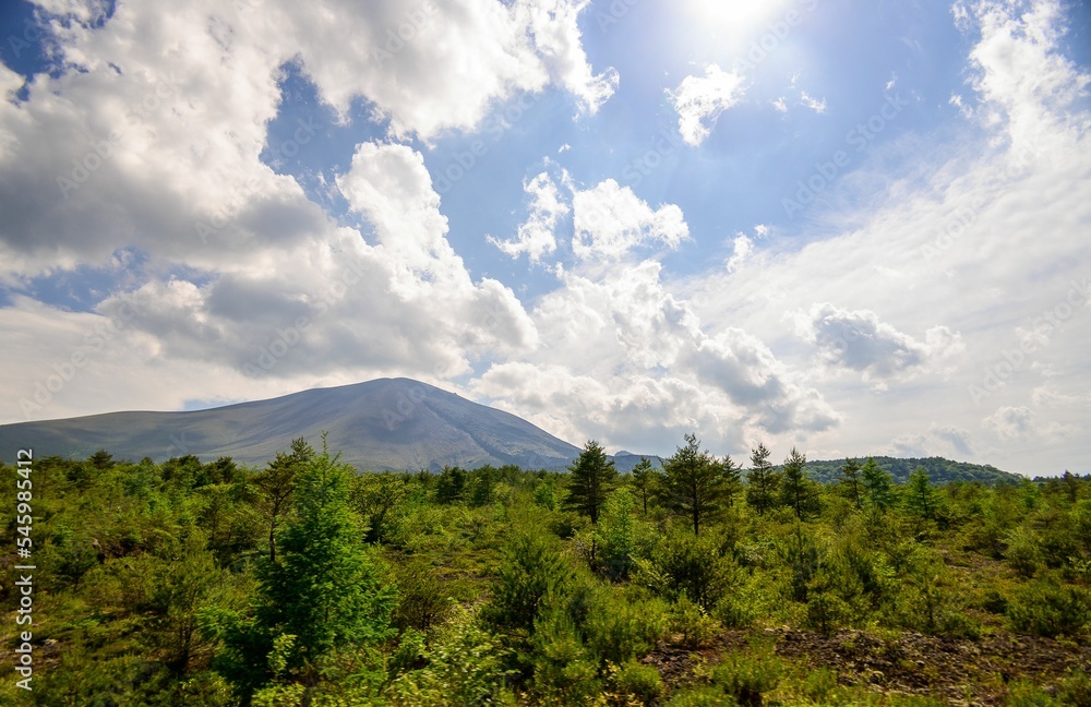 Fototapeta premium Landscape view of fir trees with mountains in the background against a clouded sky