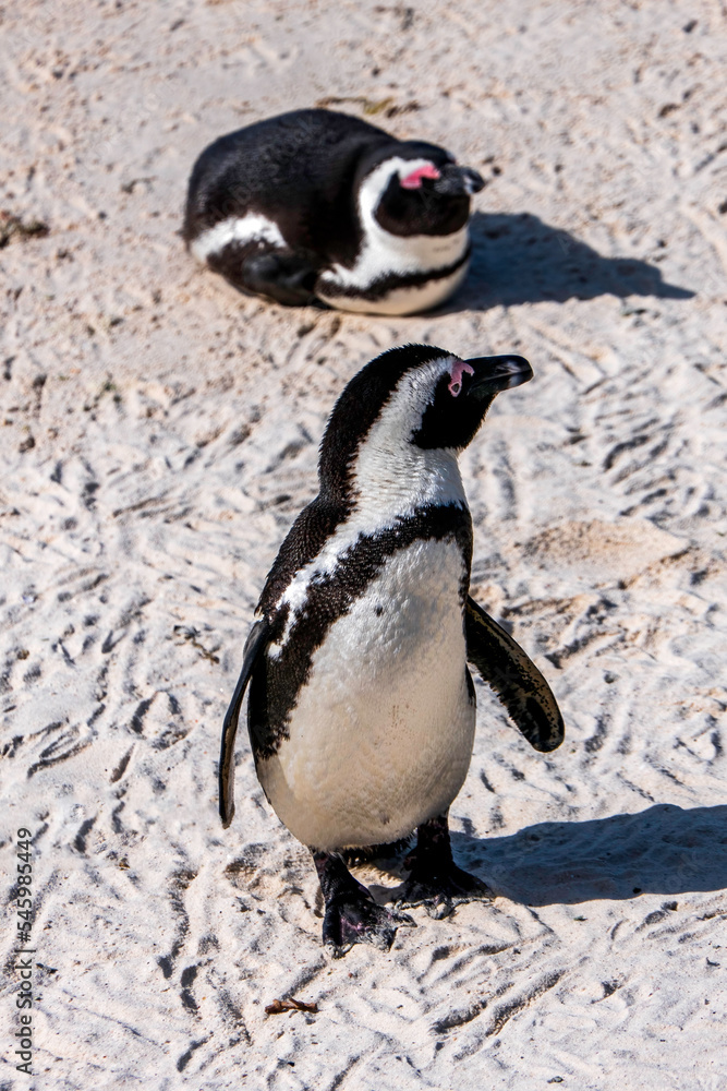 Obraz premium African Boulders Beach Penguin Colony. Penguins resting on the rocks and sand.