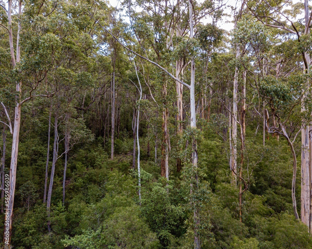 Fototapeta premium Trees in Karri Valley, Pemberton Western Australia