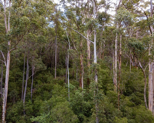 Trees in Karri Valley, Pemberton Western Australia photo