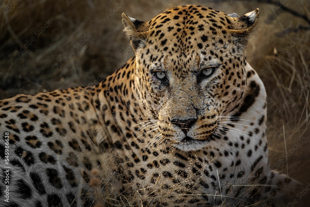 Closeup shot of a beautiful wild spotted leopard on a rural field in Namibia Closeup shot of a beautiful wild spotted leopard on a rural field in Namibia