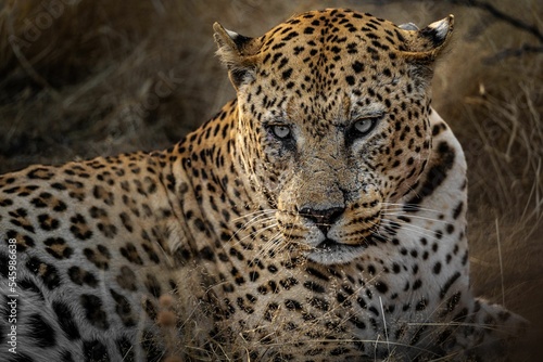 Closeup shot of a beautiful wild spotted leopard on a rural field in Namibia