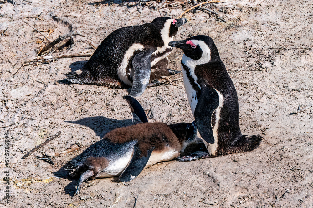 Obraz premium African Boulders Beach Penguin Colony. Penguins resting on the rocks and sand.