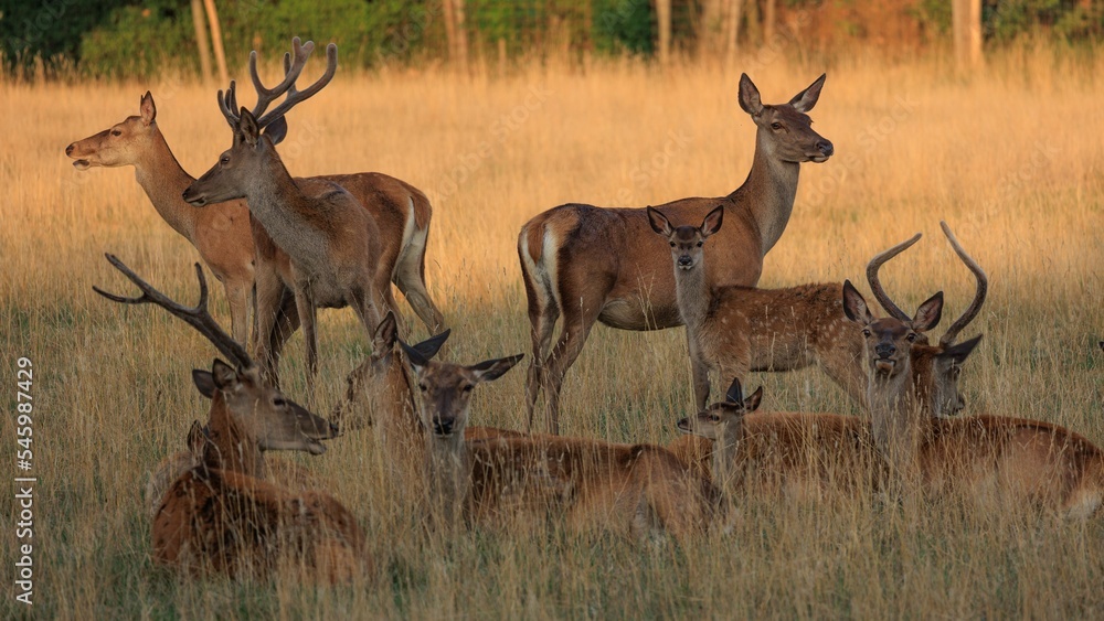 Group of Red Deer with antlers resting in golden grass outdoors Group of Red Deer with antlers resting in golden grass outdoors