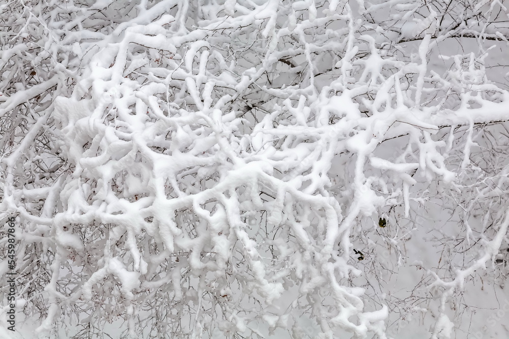 Naklejka premium Tree branches covered with snow in winter