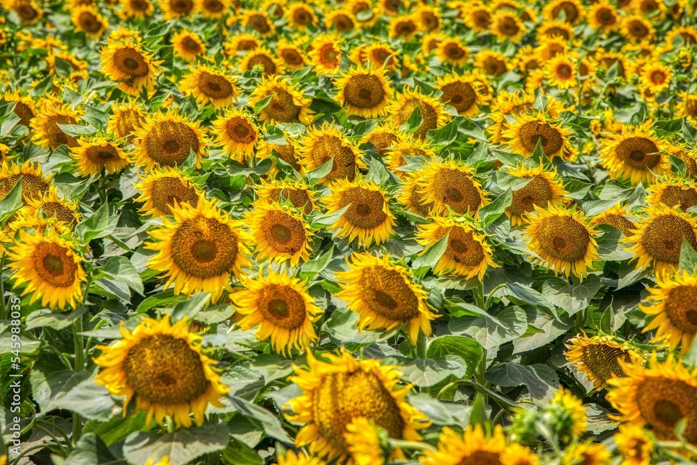 Fototapeta premium Beautiful field of bright sunflowers on a sunny day