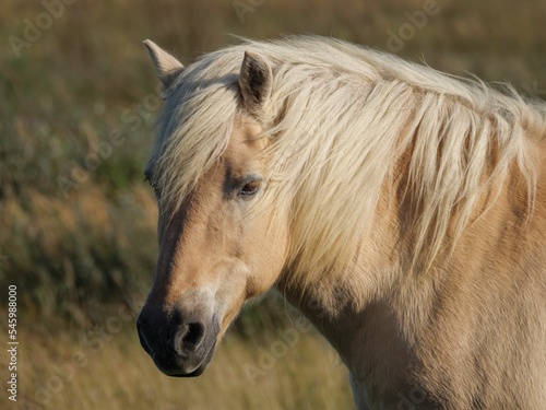 Closeup shot of a Przewalski's horse with grassland in the background photo