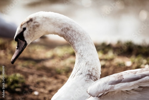 Fototapeta Closeup of the white swan with a grey beak looking down