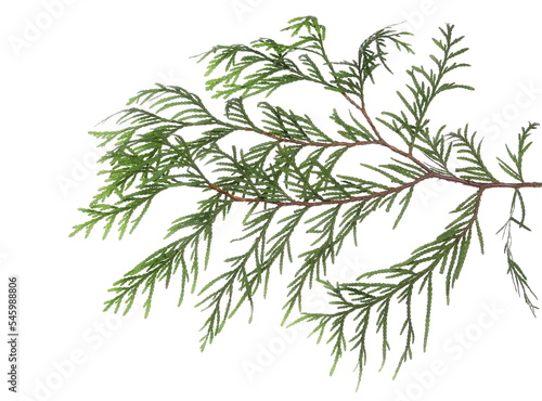 Green pine branch isolated on white  clipping path