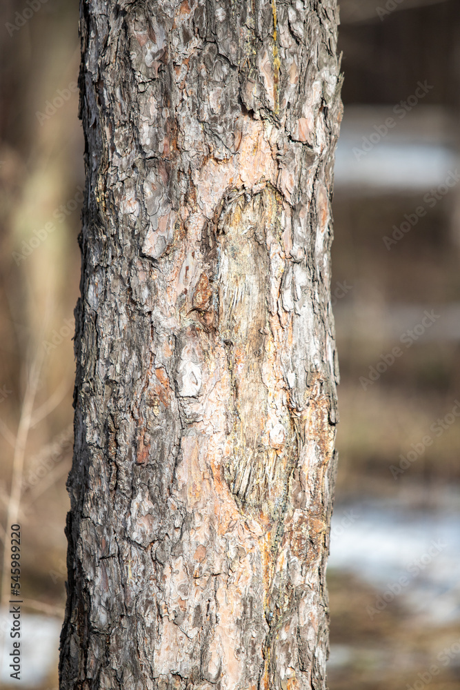 Tree trunk, tree bark close-up background. Tree trunk, tree bark close-up background.