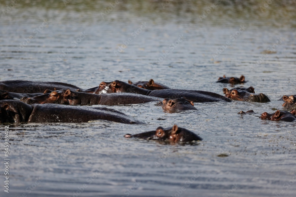 Fototapeta premium Closeup of a group of hippos (Hippopotamus amphibius) on waterpool in the Masai Mara, Kenya