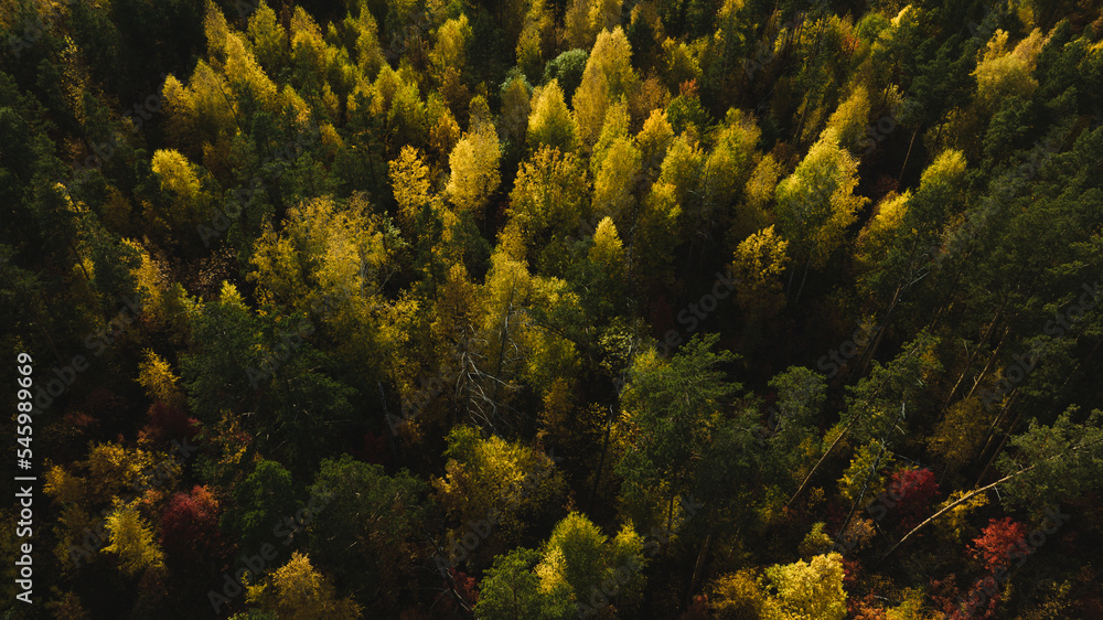 Flight over autumn forest. Beautiful autumn colors. Aerial view