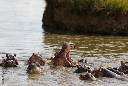 Closeup of a group of hippos (Hippopotamus amphibius) on waterpool in the Masai Mara, Kenya