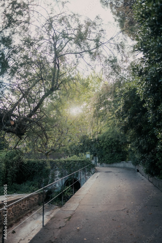 Obraz premium Vertical shot of a narrow walking road surrounded by green trees