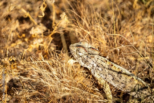 Top view of a Namaqua chameleon in a desert in Namibia, Africa, in the yellow grass, on a sunny day photo