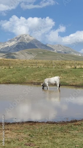 Vertical shot of a cow drinking at the racollo lake in emperor camp in Abruzzo photo