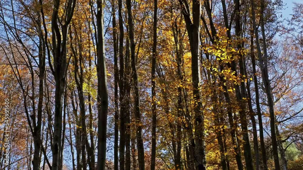 Leaves are falling in bright autumn forest, sunny day, 4k Leaves are falling in bright autumn forest, sunny day, 4k