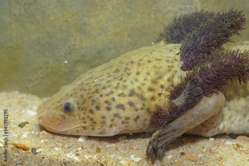 Closeup shot of a red list Mexican salamander