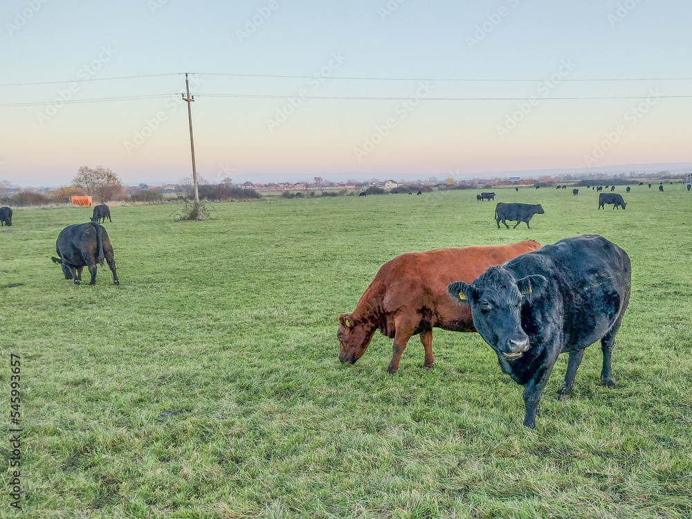 Black angus cows and a red angus cow in the field Stock Photo Adobe Stock