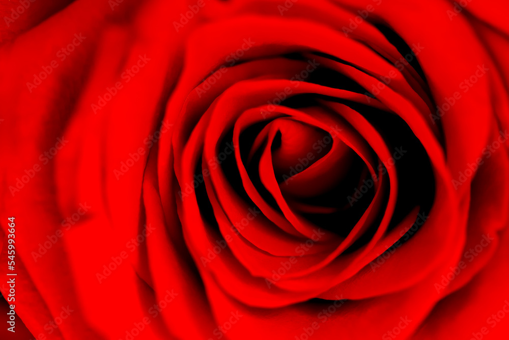Defocused blurred fresh dark red rose flower macro texture background Defocused blurred fresh dark red rose flower macro texture background