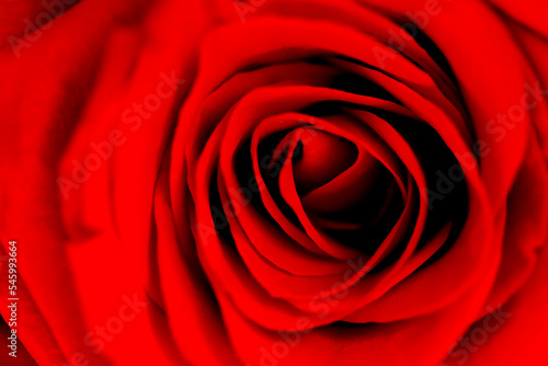 Defocused blurred fresh dark red rose flower macro texture background