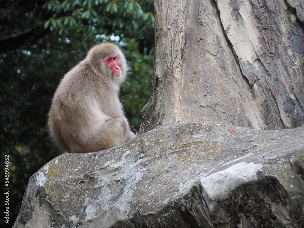 Rocky mountain Japanese macaque