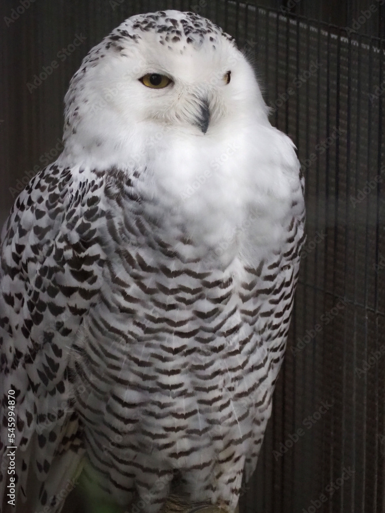 snowy owl snowy owl