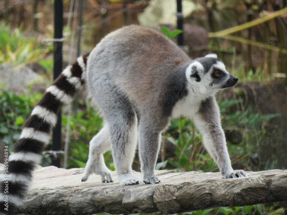 A ring-tailed lemur crossing a bridge A ring-tailed lemur crossing a bridge