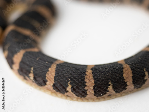 Common puff-faced water snake on white background