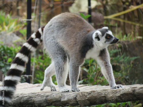 A ring-tailed lemur crossing a bridge