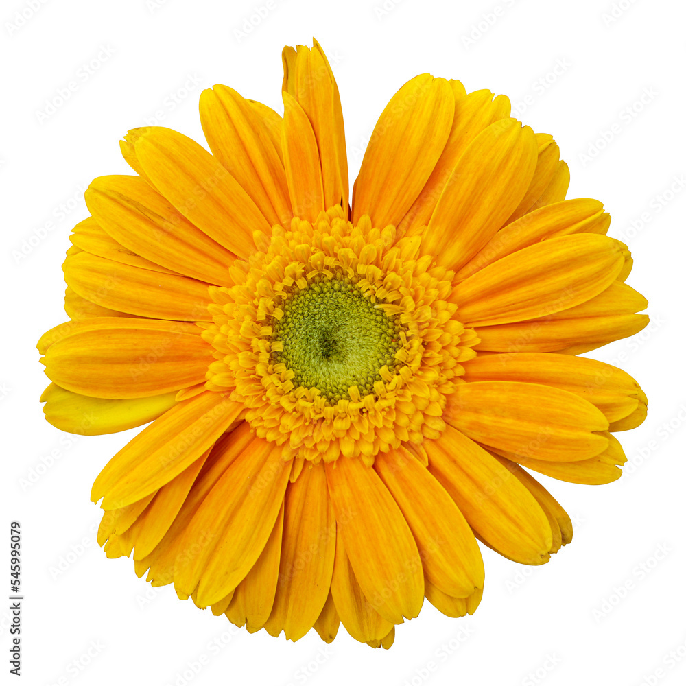 Yellow gerbera flower isolated on transparent background Yellow gerbera flower isolated on transparent background